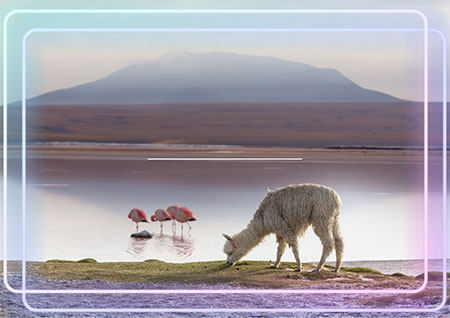 Alpaca by the Lake