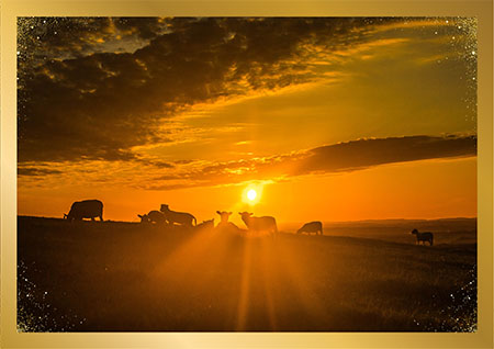 Sheep at Sunset
