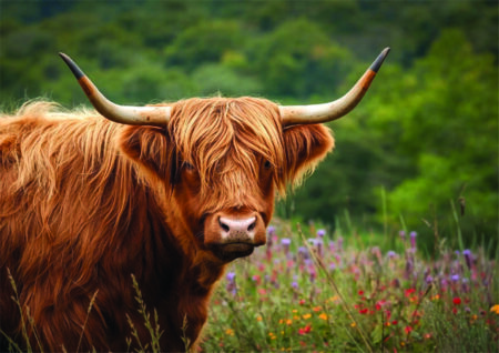 Highland Cow